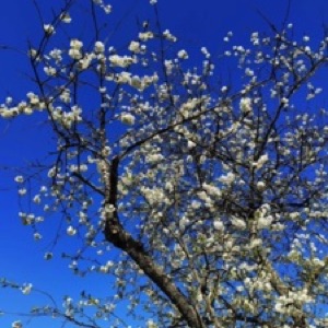 Le printemps dans les Ardennes 🌸 🐗.#ardennes